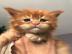 Wundersch�ne Maine-Coon-Katzen abzugeben