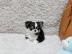 Niedliche Micro Mini Chihuahua-Welpen