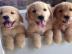 Golden Retriever Welpen mit papieren wha