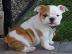 Englisch Bulldogge Welpen zu verkaufen