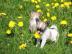 S��er Chihuahua Welpe abzugeben