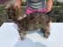 Welpe Chinesischer Schopfhund Powder Puf