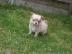Chihuahua-Welpen,