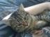 2 Tigerle umst�ndehalber abzugeben
