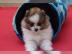 Pomeranian Zwergspitz Welpen