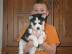 Neujahr Siberian Husky Welpen mit papier