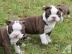 KC BOSTON TERRIER WELPEN ZUM VERSCHENKEN