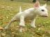Zuckers��e Miniatur Bullterrier Welpe