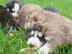 Siberian Husky Welpen zu verkaufen