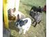 Franz�sische Bulldoggen Welpen 10 Woche