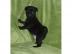 Mops R�de Schwarz geimpft / entwurmt