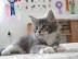 Maine Coon kitten mit Papiere