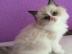 Anh�ngliches Ragdoll K�tzchen (weiblich
