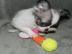 Sch�ne reinrassige Chihuahua Welpen mit