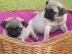 S��e Wundersch�ne Mops Welpen