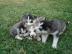 Entz?ckender Siberian Husky-Welpe