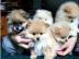 Zwergspitz /Pomeranian
