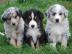 Australian Shepherd pupps s