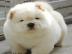 Reinrassige Chow chow-Welpen