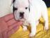 Franz�sische Bulldoggen Welpen aus seri
