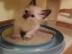 M�nnlich und weiblich Ragdoll K�tzchen