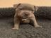 Amstaff Welpen