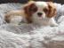 Cavalier King Charles Spaniel Welpen abz