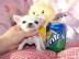Mini Chihuahua R�den und Weibchen Welpen