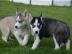 Huskywelpe 12 Wochen