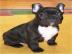 Gesunde franz�sisch Bulldogge Welpen zu