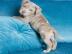 American Pitbull-Welpen (Blueline)