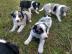 Border Collies Welpen