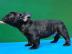 Fran�sische Bulldoggen 4 Jungs und 3 M�d