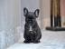 Freiatmende Franz�sische Bulldogge Welpe