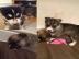 s��e Pomsky Welpen zur Adoption