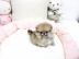 Wundersch�ne Zwergspitz/Pomeranian R�de