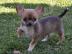 Liebevolle Erh?ltlich Mini-Chihuahua-We