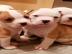 Sch�ne Bulldoggen-Welpen-M�nner und Fra
