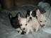 12 Wochen alt Chihuahua Welpen