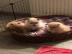 Sch?ne Pomeranian Welpen