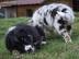 Australian Shepherd Welpen abzugeben. 
