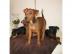 Zwergpinscher-Zwergrehpinscher-Rehpinsch