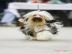 Tibet Terrier - Welpen mit Papiere