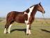 Super s??es Quarter Horse Mira