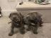 atemberaubende cane corso welpen
