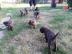 Top Reinrassige Cane Corso Welpen !!