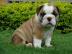 Reinrassige Englische Bulldogge Welpen