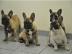 Bildsch�ne Franz�sische Bulldoggen