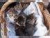 Scottish Fold/EkH BKH/EKH Kitten