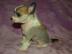 Chinesischer Schopfhund/Chinese crested